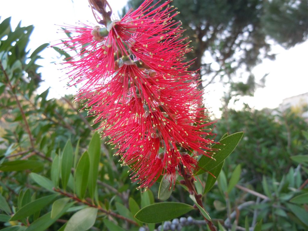 Callistemon speciosus